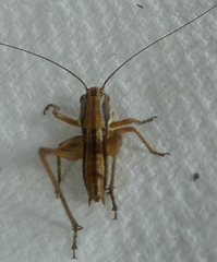 Ensifera
