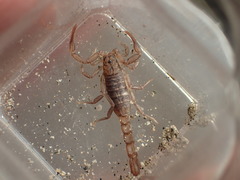 Serradigitus gertschi