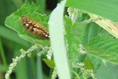 Euproctis chrysorrhoea