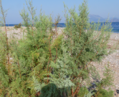 Tamarix
