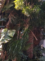 Dracaena angustifolia