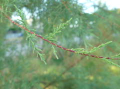 Tamarix