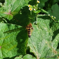 Phalerimeris phalerata