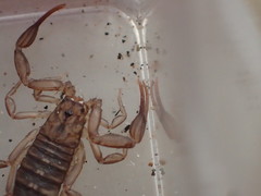 Serradigitus gertschi