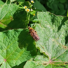 Phalerimeris phalerata