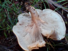 Clitocybe australiana