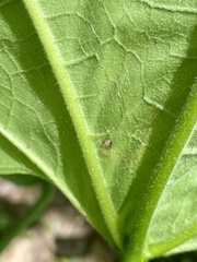 Amauromyza pleuralis