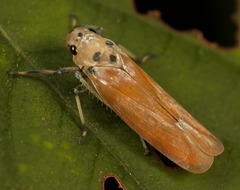 Bothrogonia ferruginea