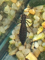 Aeshna juncea