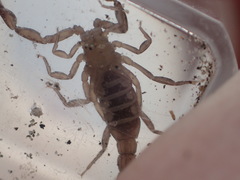 Serradigitus gertschi