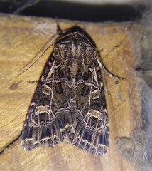 Sideridis reticulata