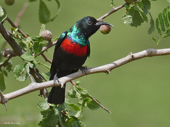 Shining Sunbird photo 2