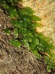 Symphyogyna subsimplex