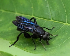 Chalcosyrphus chalybeus