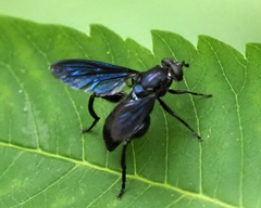 Chalcosyrphus chalybeus