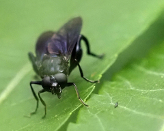 Chalcosyrphus chalybeus