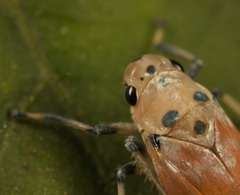 Bothrogonia ferruginea