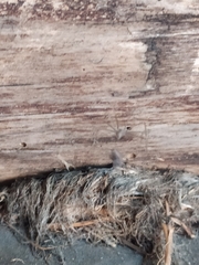 Araneae