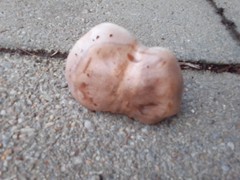 Clitocybe australiana