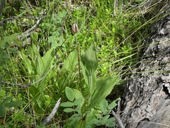 Cypripedium parviflorum