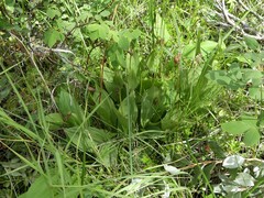 Cypripedium parviflorum