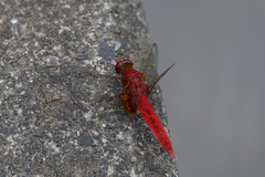 Crocothemis servilia mariannae