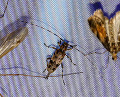 Acanthocinus griseus