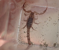 Serradigitus gertschi