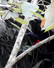 Hypopyrrhus pyrohypogaster