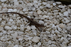 Takydromus tachydromoides