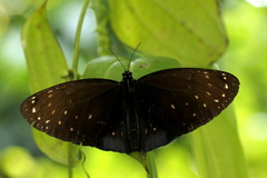 Euploea phaenareta