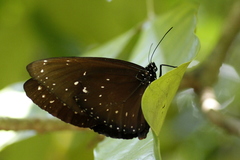 Euploea phaenareta