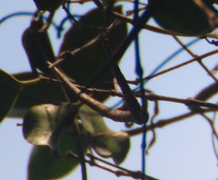 Genianthus laurifolius