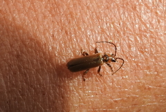 Cantharis figurata