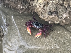 Metopograpsus frontalis