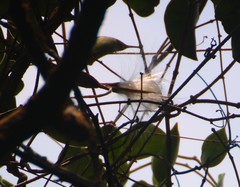 Genianthus laurifolius