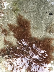 Microcladia coulteri