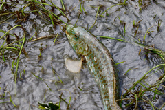 Leptoscarus vaigiensis