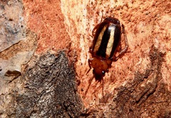 Amblytelus