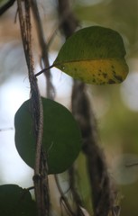 Genianthus laurifolius