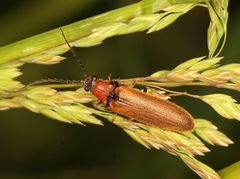 Denticollis linearis