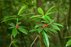Daphne kiusiana