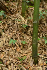 Erythrodes
