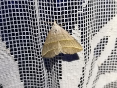 Colobochyla salicalis