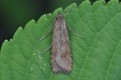 Nomophila noctuella