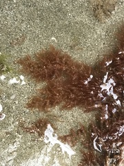 Microcladia coulteri