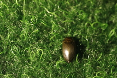 Liopterus haemorrhoidalis