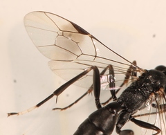 Nippocryptus vittatorius