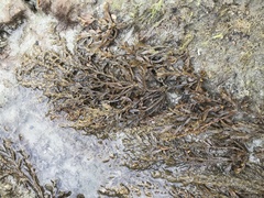 Sargassum podacanthum