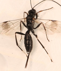 Nippocryptus vittatorius